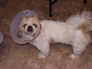 maxcone Maxwell in cone