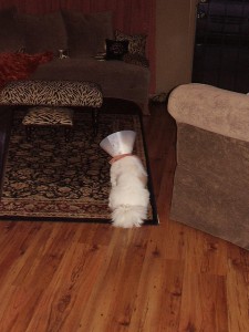 maxcone2 Max in cone